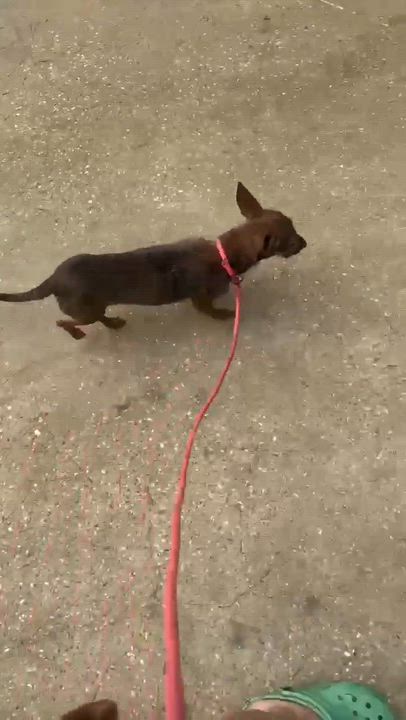 Enlarge Daisy, a Adopted mixed breed in Syracuse, NY video 4/6