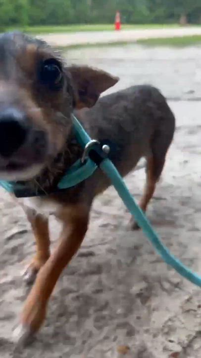 Enlarge Daisy, a Adopted mixed breed in Syracuse, NY video 5/6