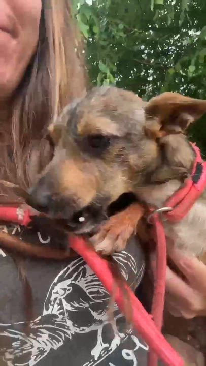 Enlarge Daisy, a Adopted mixed breed in Syracuse, NY video 6/6