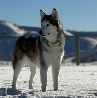 Mika, ADOPTABLE, Adult Female Siberian Husky.