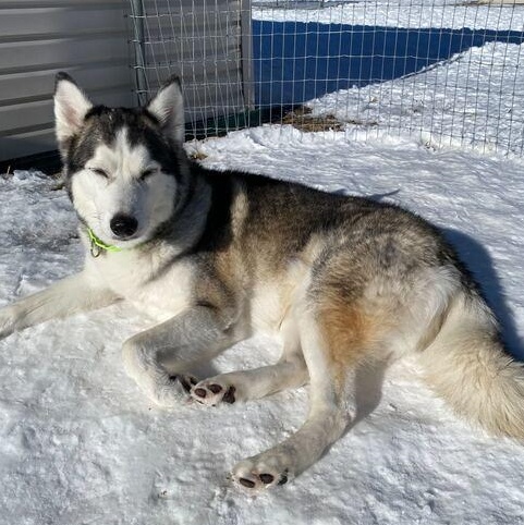 Enlarge Mika, a ADOPTABLE Siberian Husky in Driggs, ID image 5/5