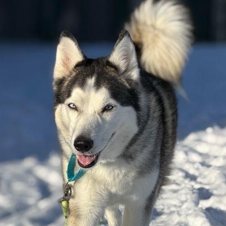Enlarge Mika, a ADOPTABLE Siberian Husky in Driggs, ID image 3/5