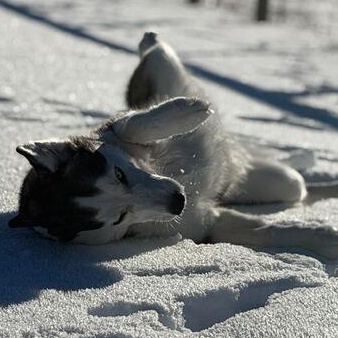 Enlarge Mika, a ADOPTABLE Siberian Husky in Driggs, ID image 4/5