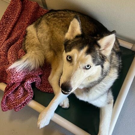 Enlarge Mika, a ADOPTABLE Siberian Husky in Driggs, ID image 2/5