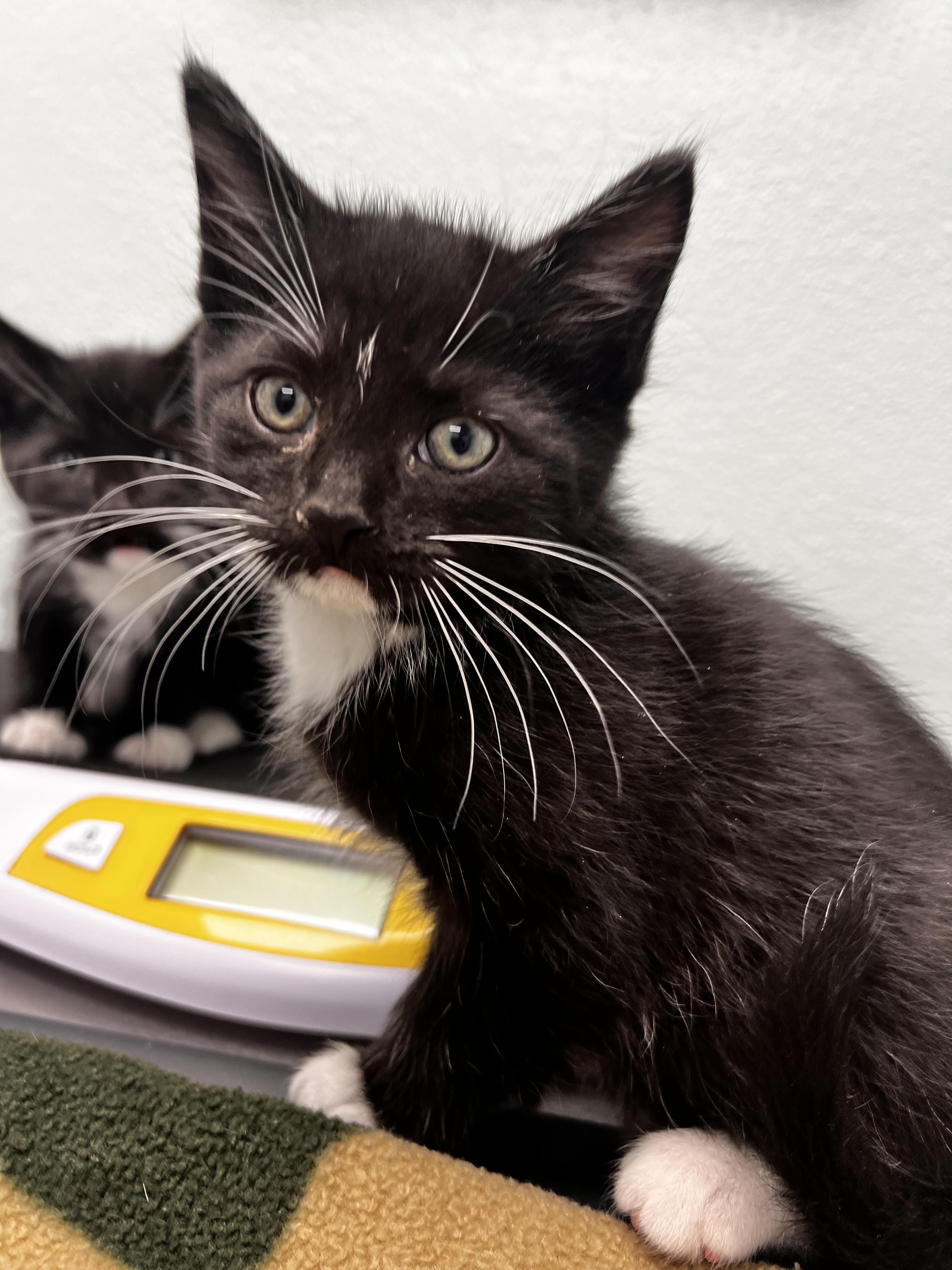 Chip, Adoptable, Kitten Male Domestic Short Hair.