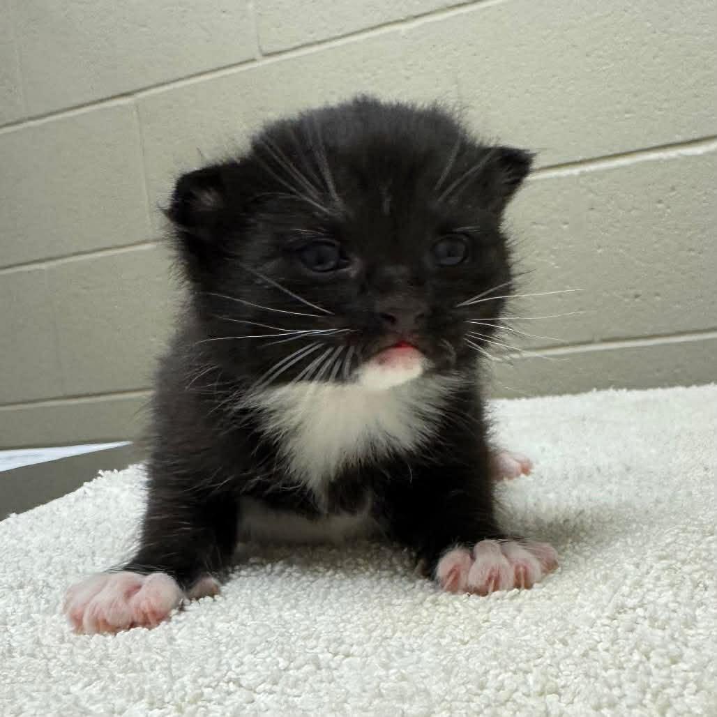 Enlarge Chip, a Adoptable Domestic Short Hair in Racine, WI image 2/2