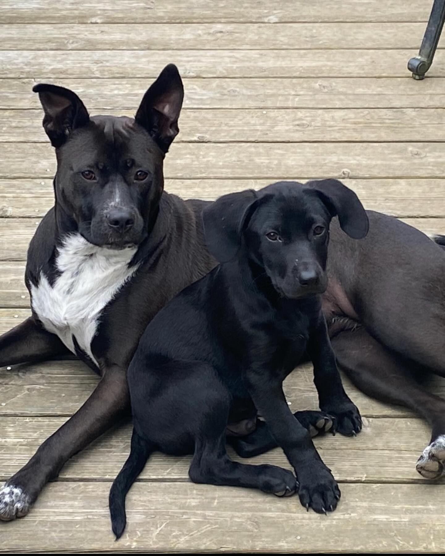 Dog for adoption Peter, a Black Labrador Retriever in Sagaponack, NY