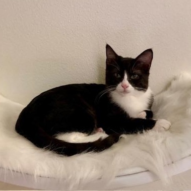 Enlarge Loretta, a Adoptable Domestic Short Hair in Oceanside, CA image 5/5