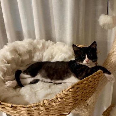 Enlarge Loretta, a Adoptable Domestic Short Hair in Oceanside, CA image 4/5