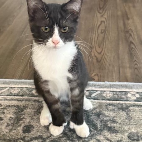 Enlarge Loretta, a Adoptable Domestic Short Hair in Oceanside, CA image 1/5