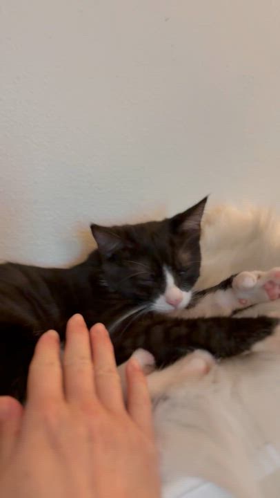 Enlarge Loretta, a Adoptable Domestic Short Hair in Oceanside, CA video 3/5