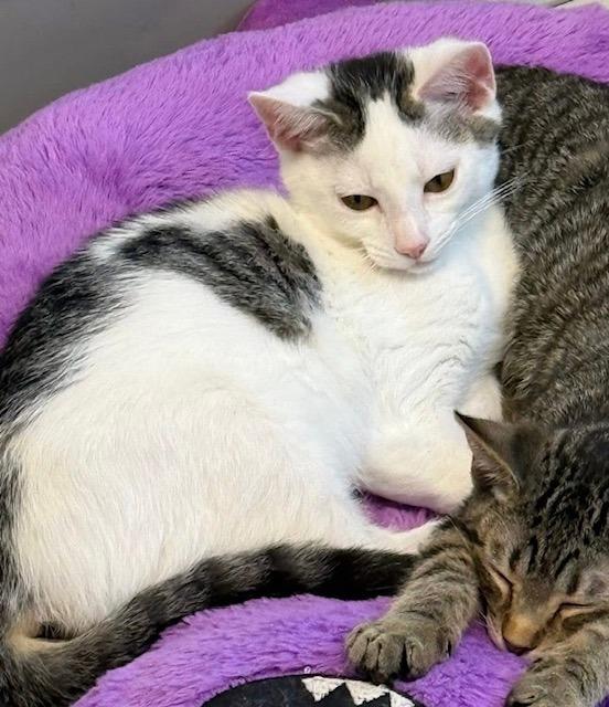 Ridley, Adoptable, Young Male Domestic Short Hair.