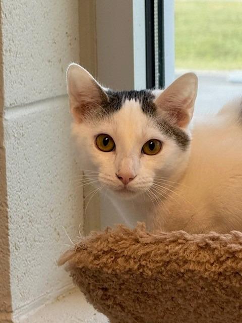 Enlarge Ridley, a Adoptable mixed breed in Dalton, GA image 4/4