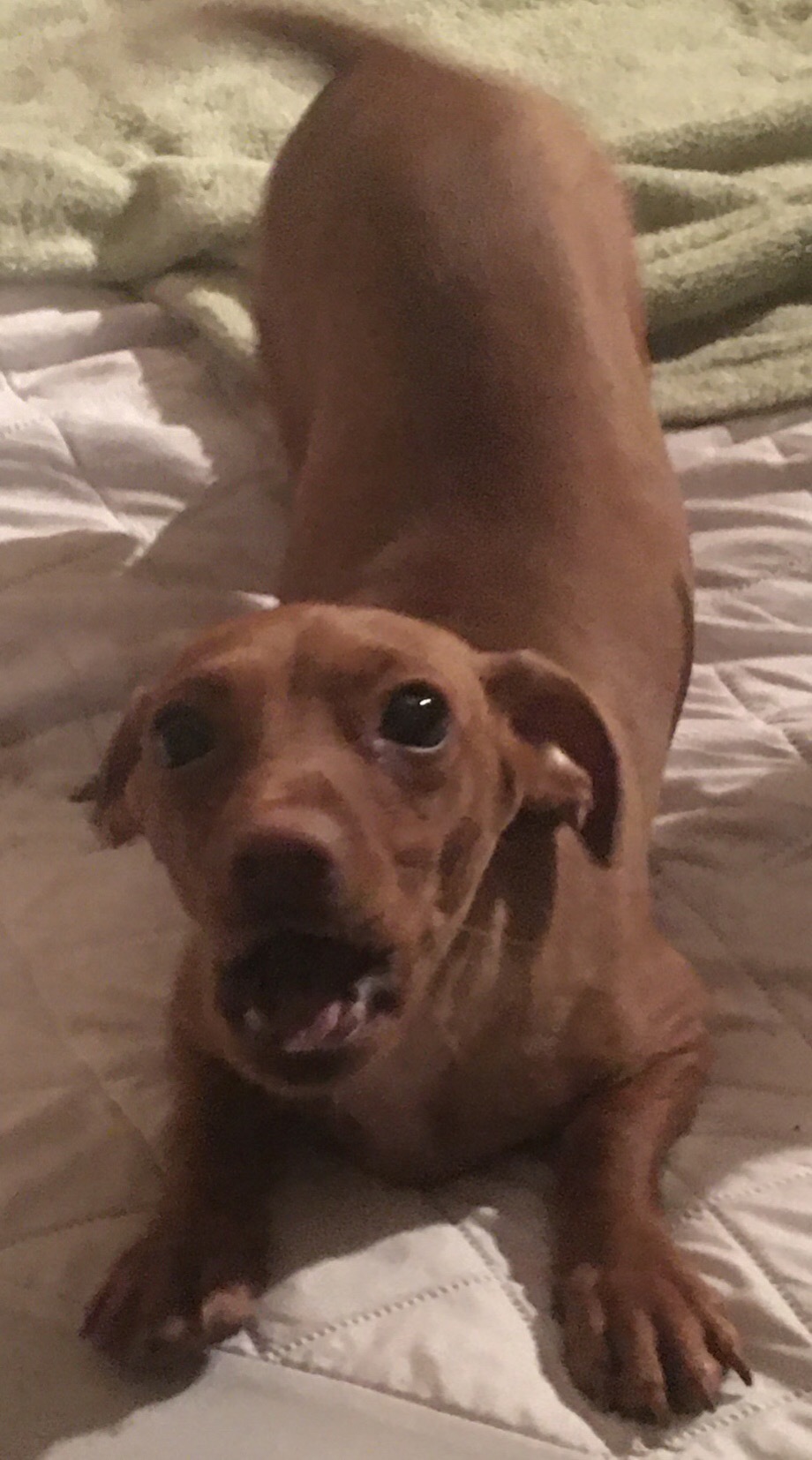 Raven, a Adoptable mixed breed in Soldotna, AK image 2/3