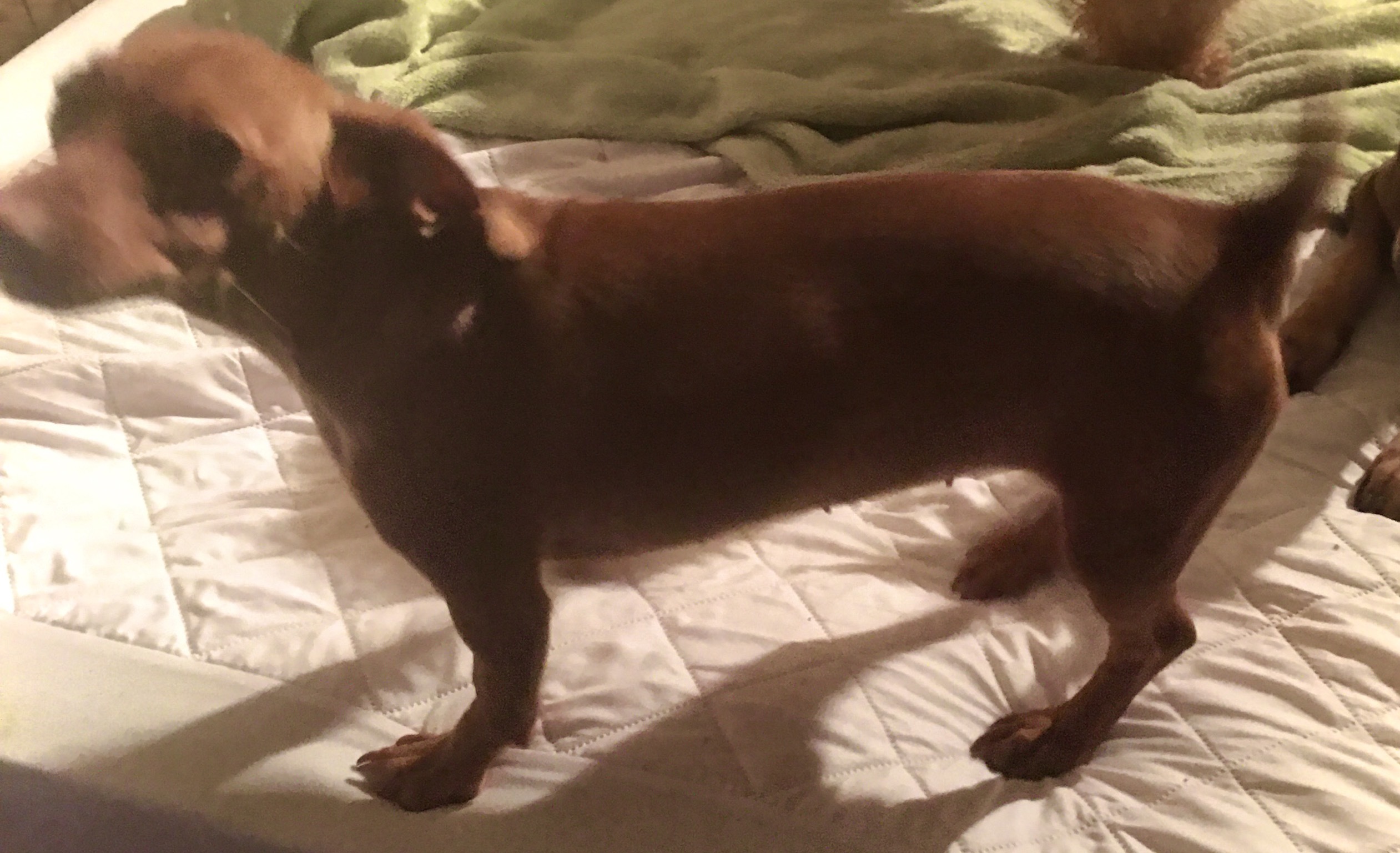 Raven, a Adoptable mixed breed in Soldotna, AK image 3/3