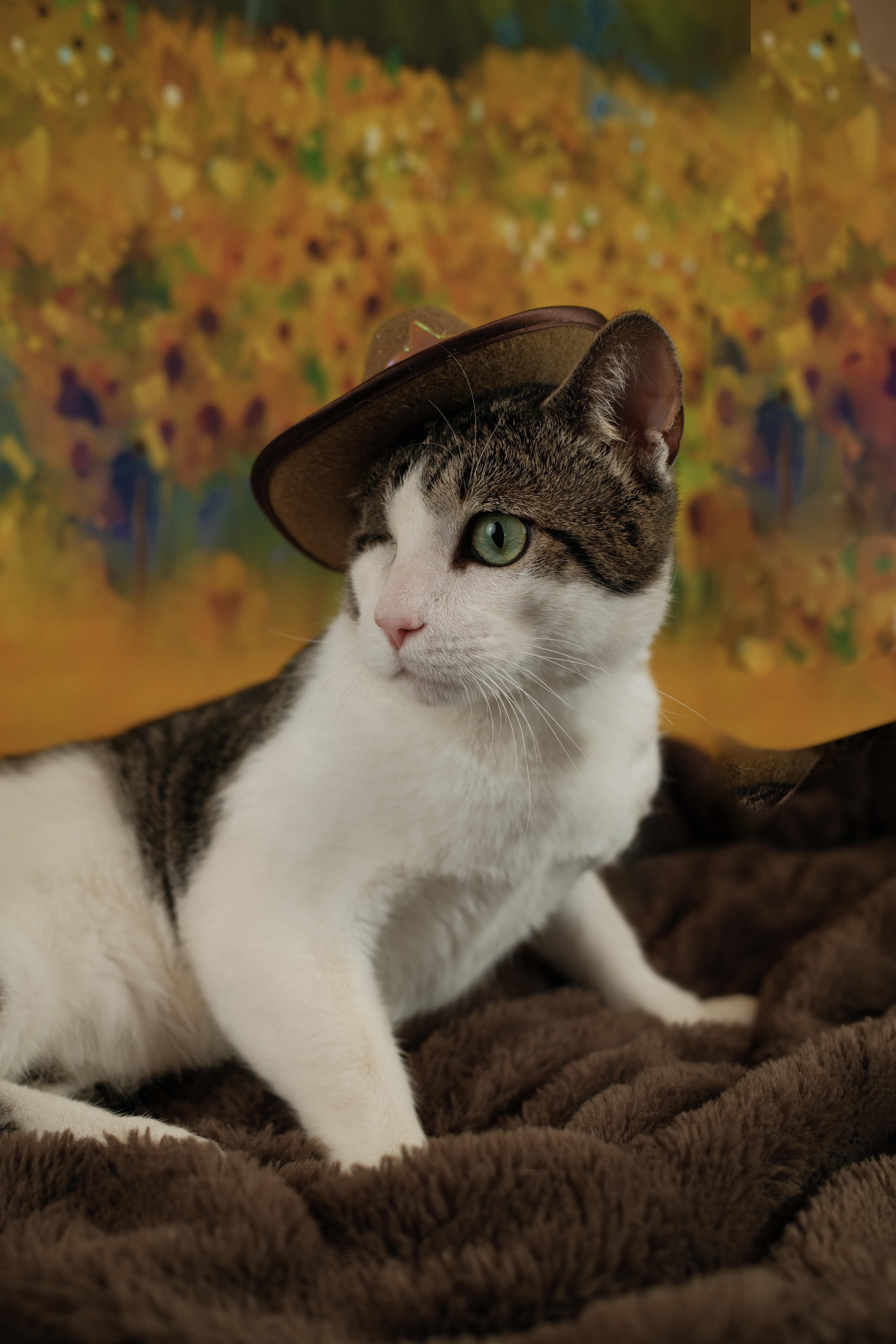 Enlarge Gunner , a ADOPTABLE Domestic Short Hair in Houston, TX image 3/5