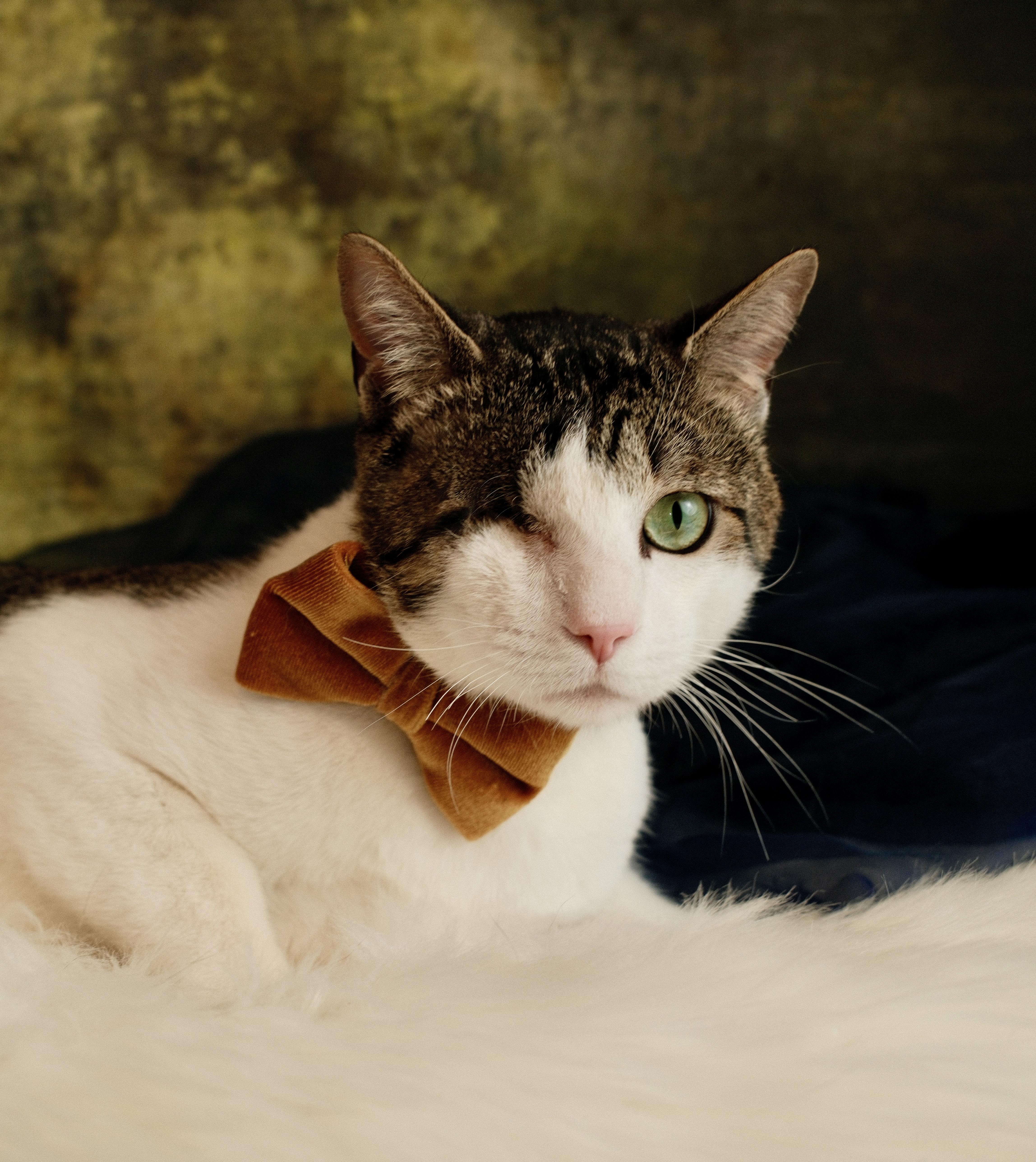 Enlarge Gunner , a ADOPTABLE Domestic Short Hair in Houston, TX image 2/5