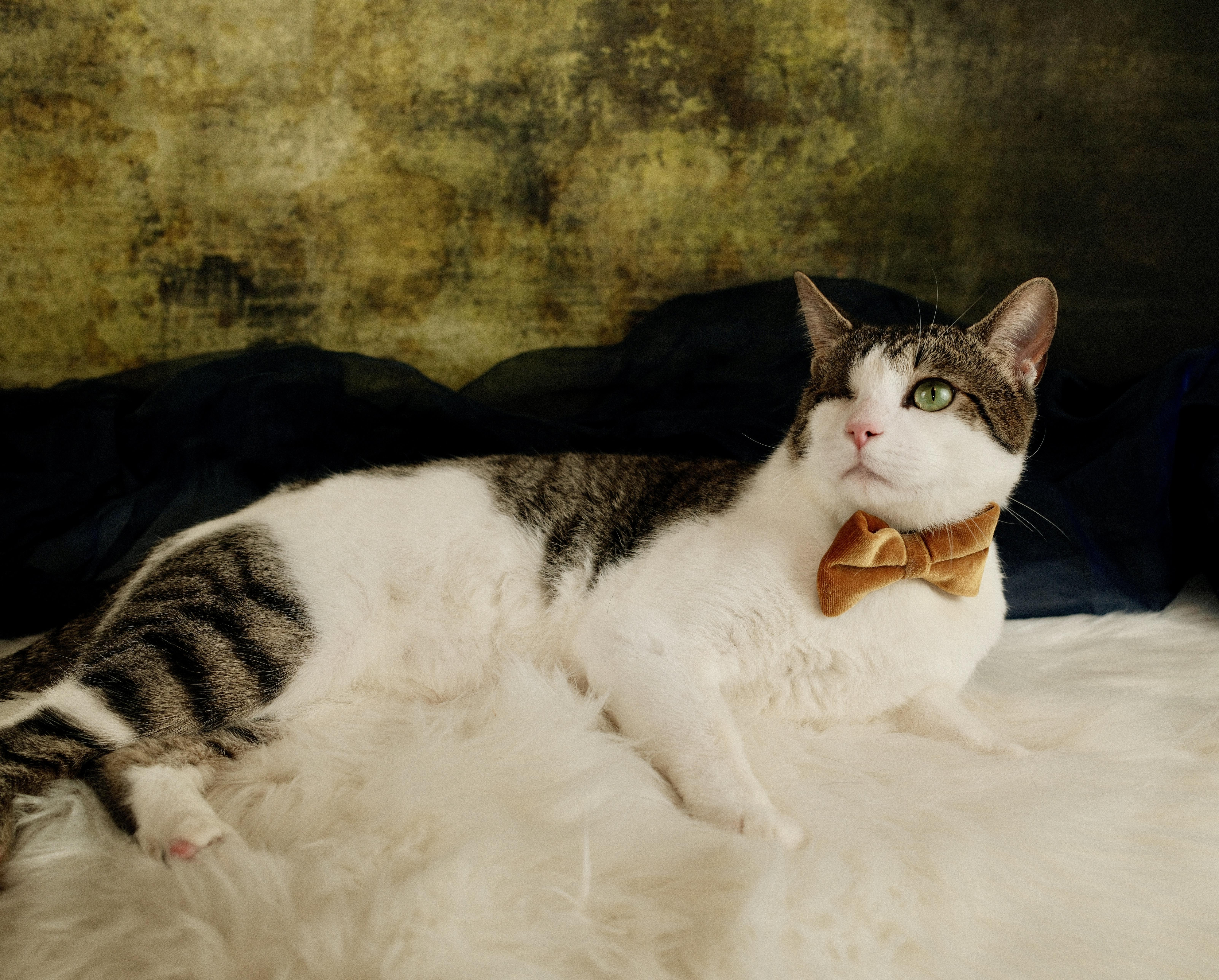 Enlarge Gunner , a ADOPTABLE Domestic Short Hair in Houston, TX image 4/5