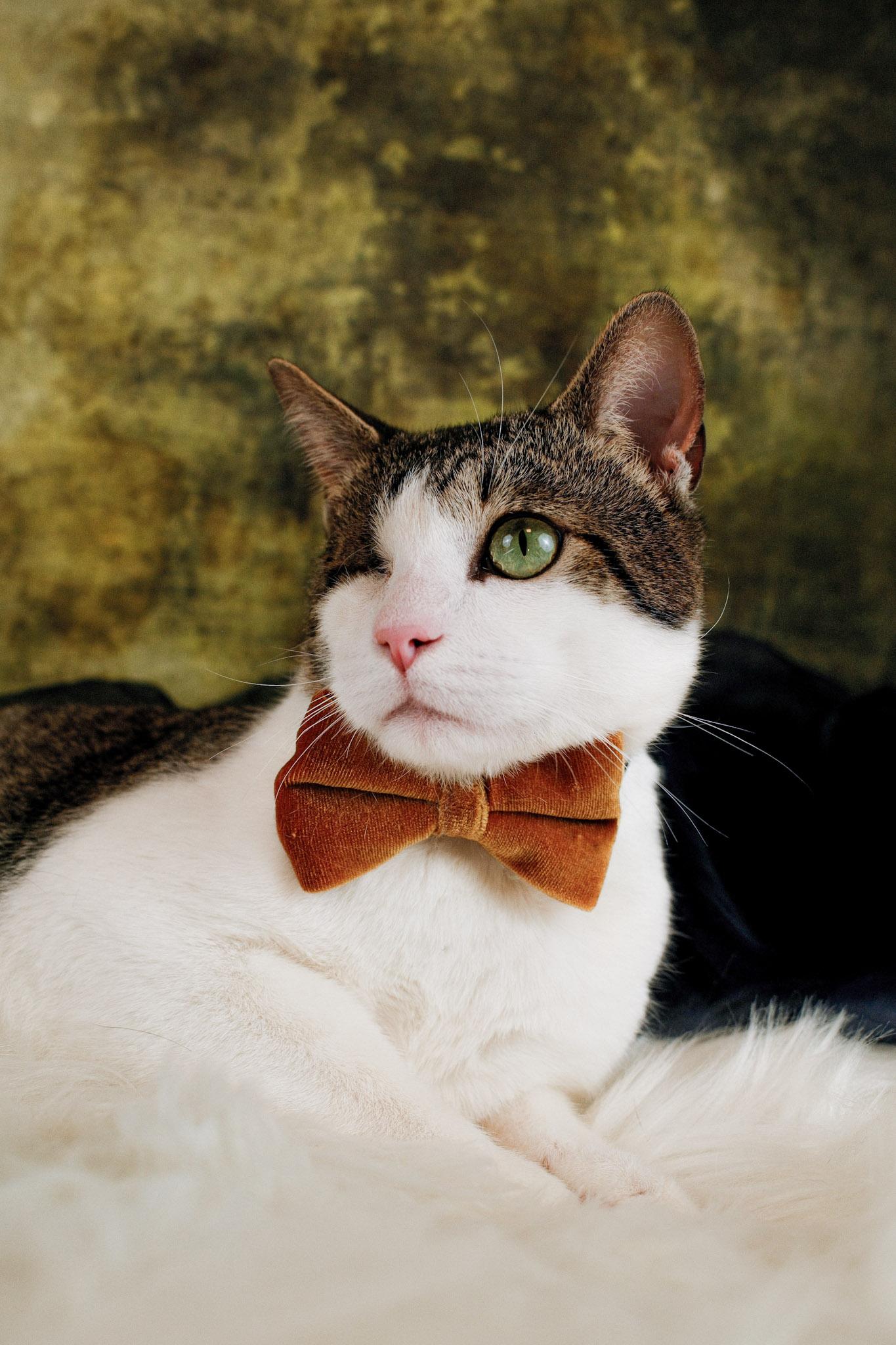 Enlarge Gunner , a ADOPTABLE Domestic Short Hair in Houston, TX image 1/5