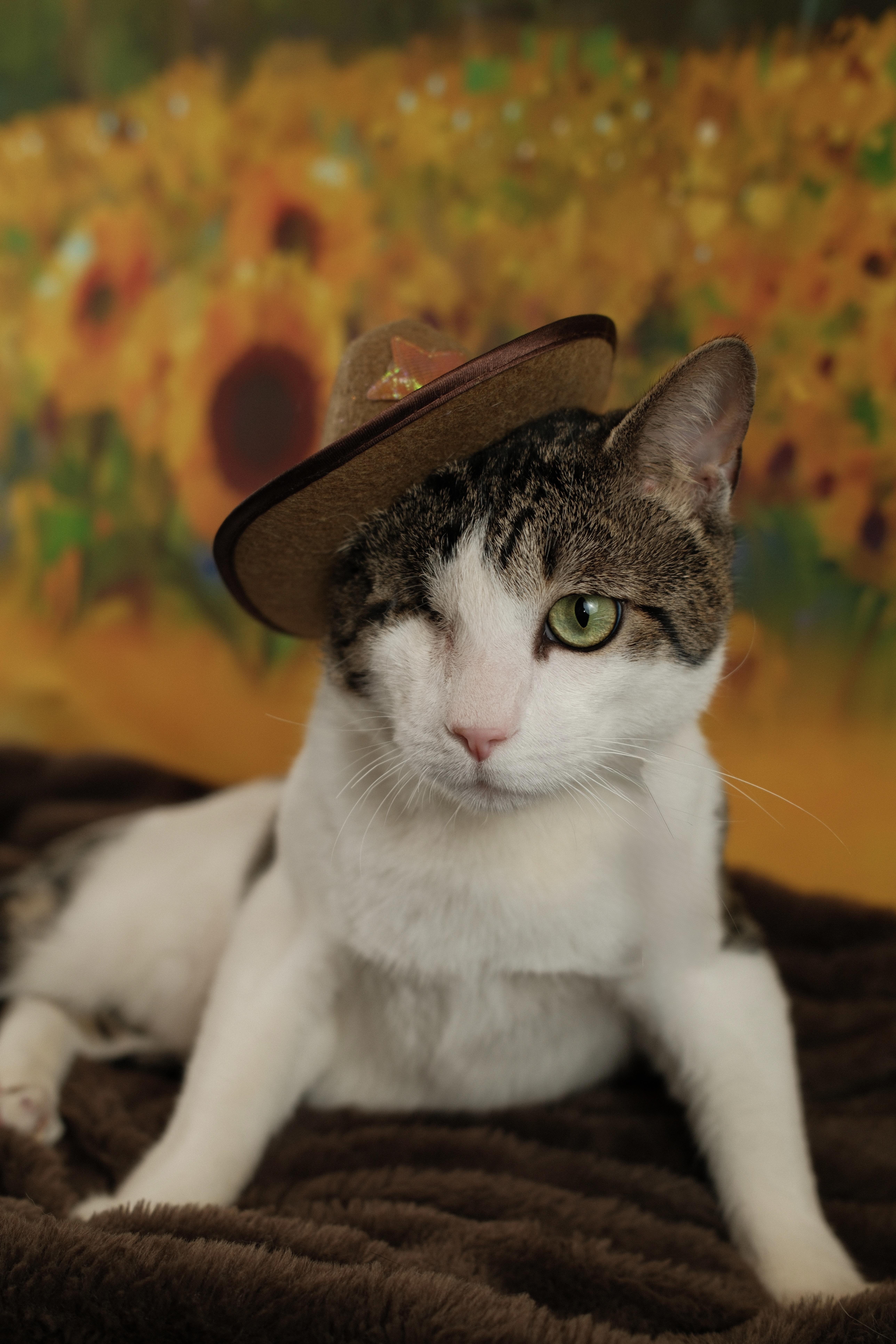 Enlarge Gunner , a ADOPTABLE Domestic Short Hair in Houston, TX image 5/5