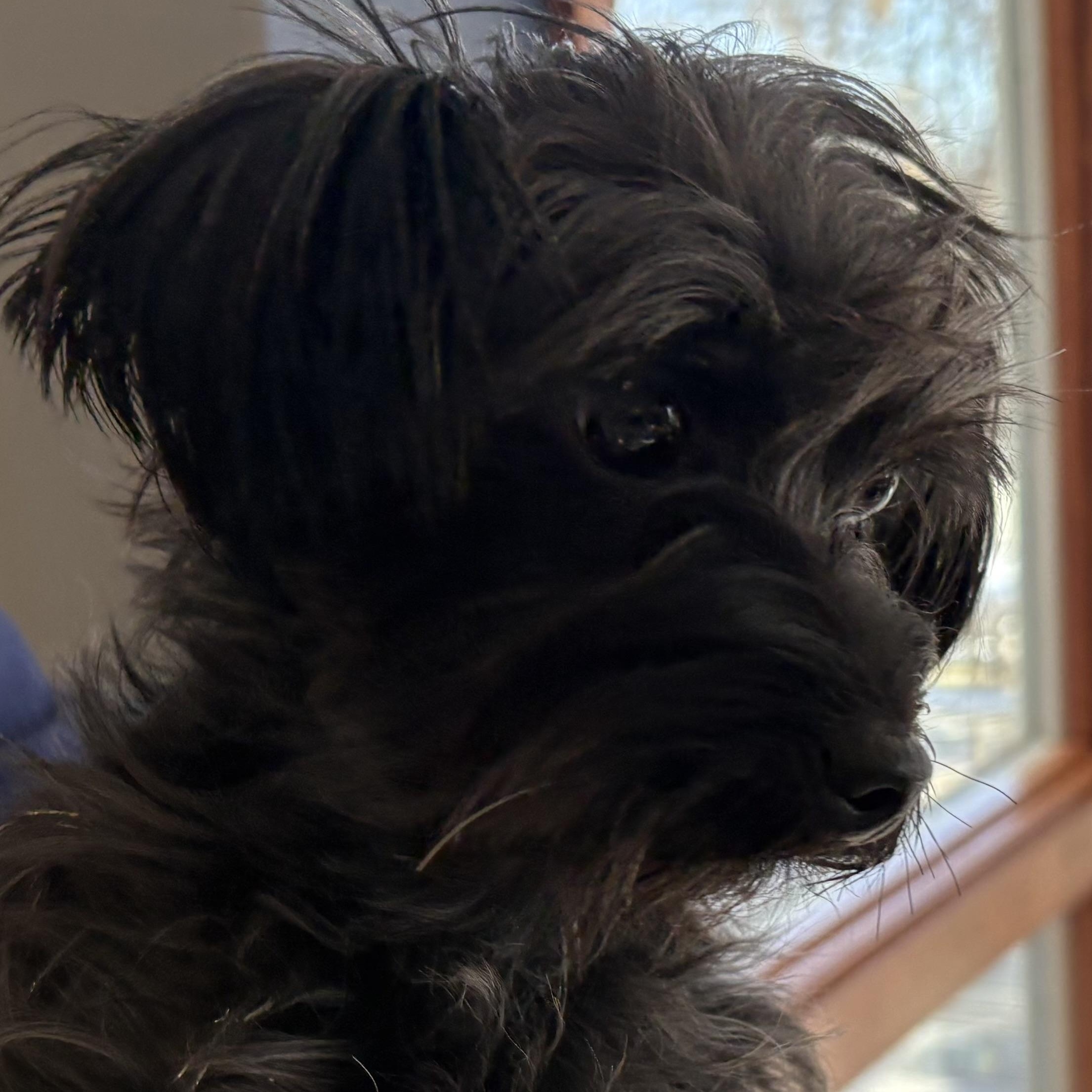 Enlarge B.J., an adopted mixed breed in Wilmington, OH image 6/6