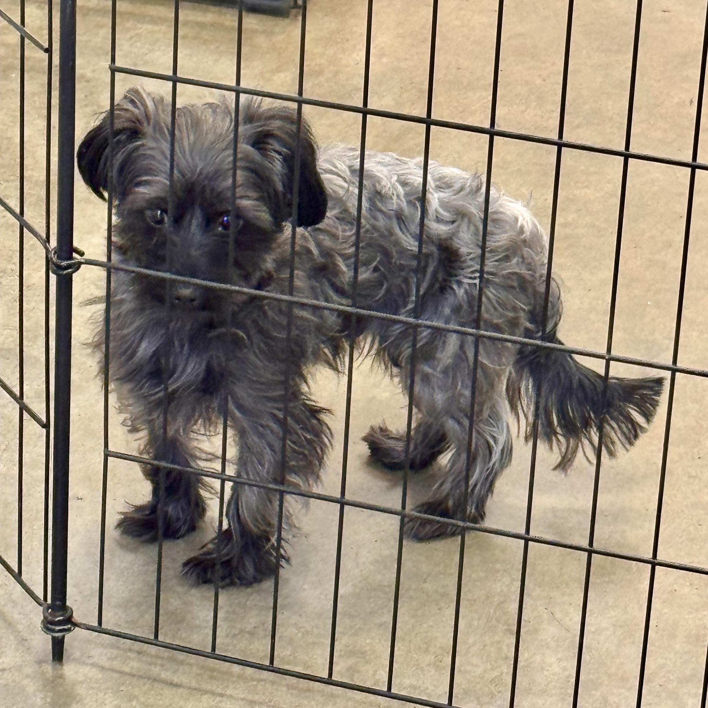 Enlarge B.J., an adopted mixed breed in Wilmington, OH image 3/6