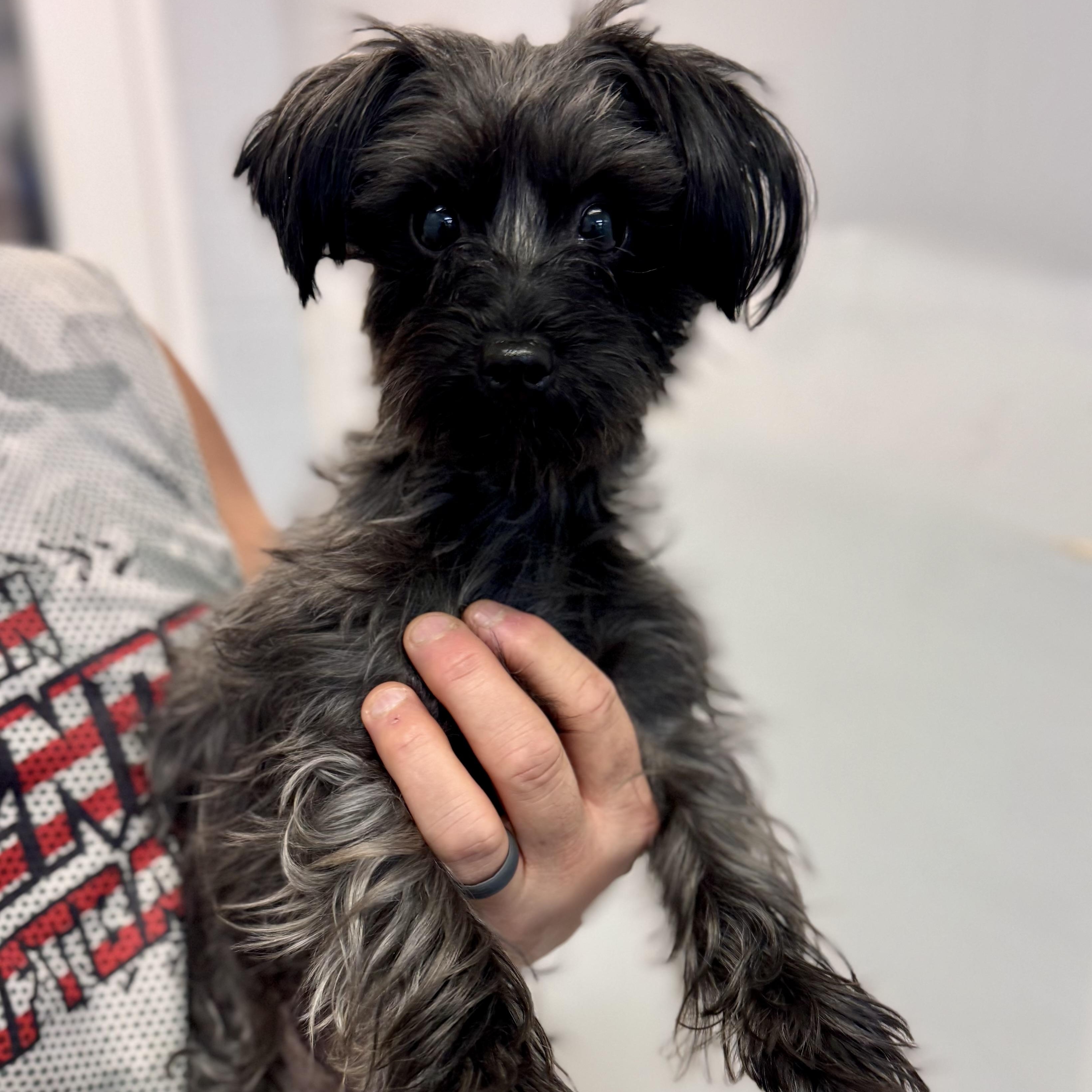 Enlarge B.J., an adopted mixed breed in Wilmington, OH image 2/6