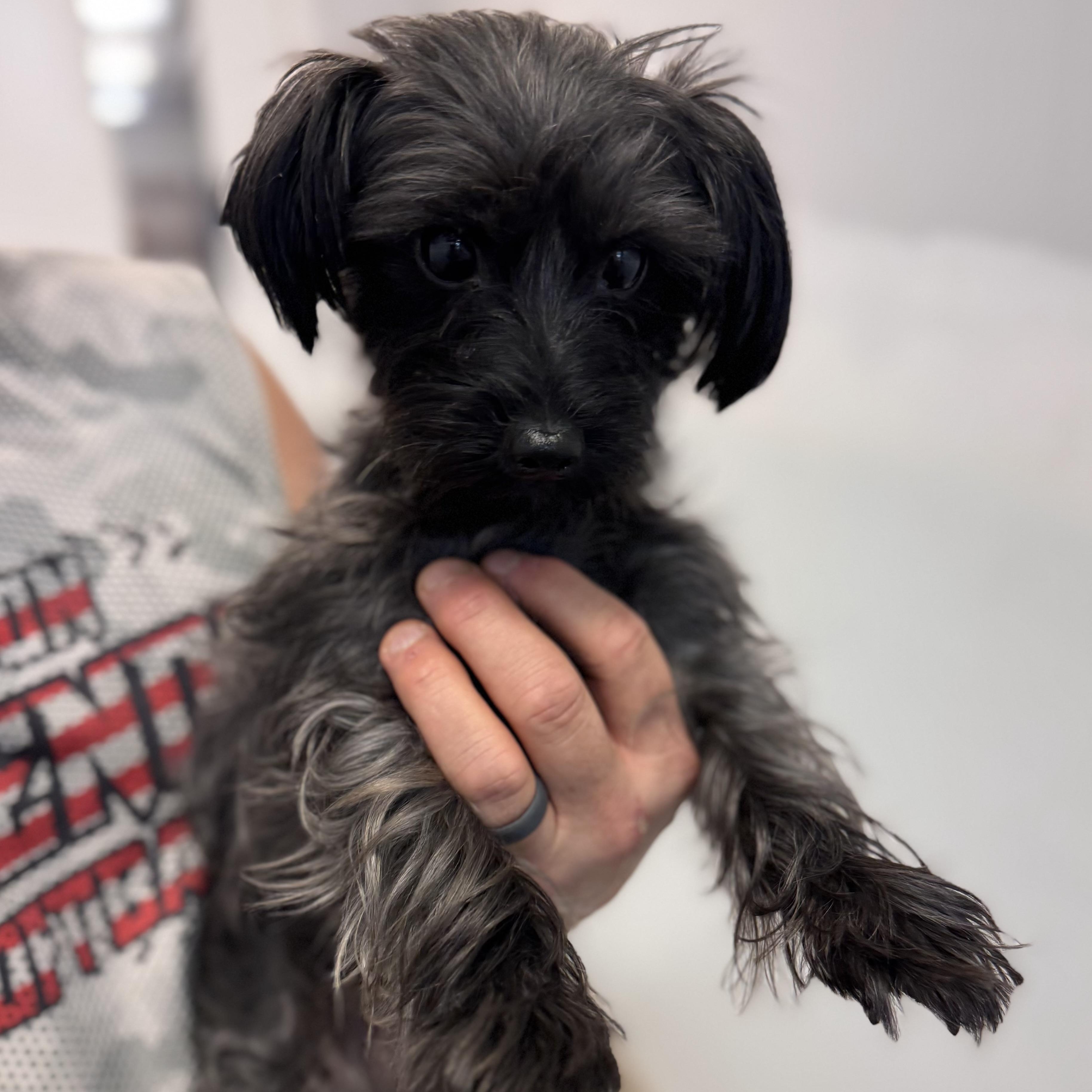 Enlarge B.J., an adopted mixed breed in Wilmington, OH image 4/6