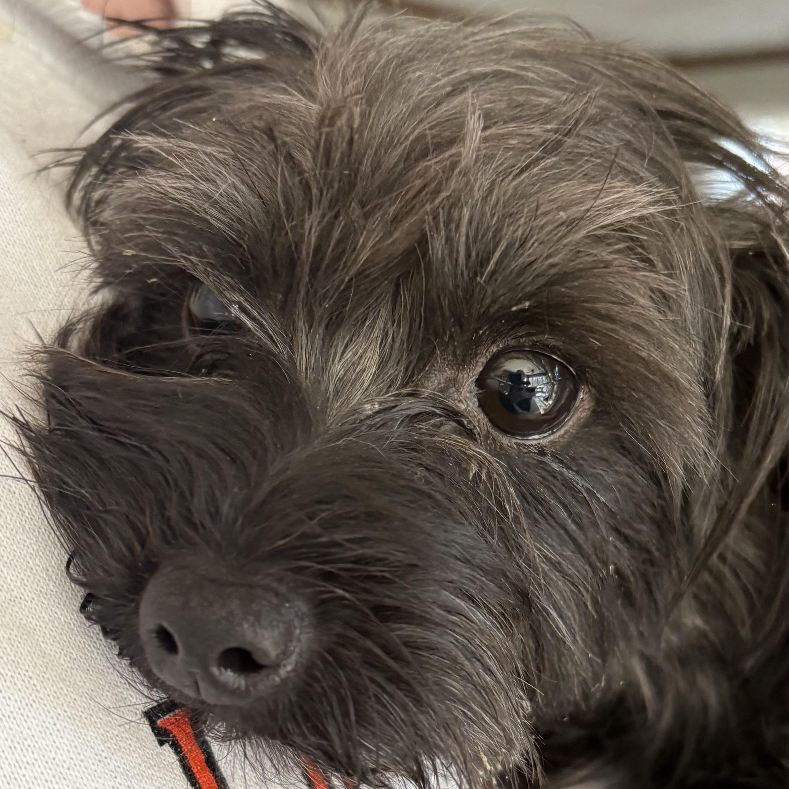 Enlarge B.J., an adopted mixed breed in Wilmington, OH image 5/6