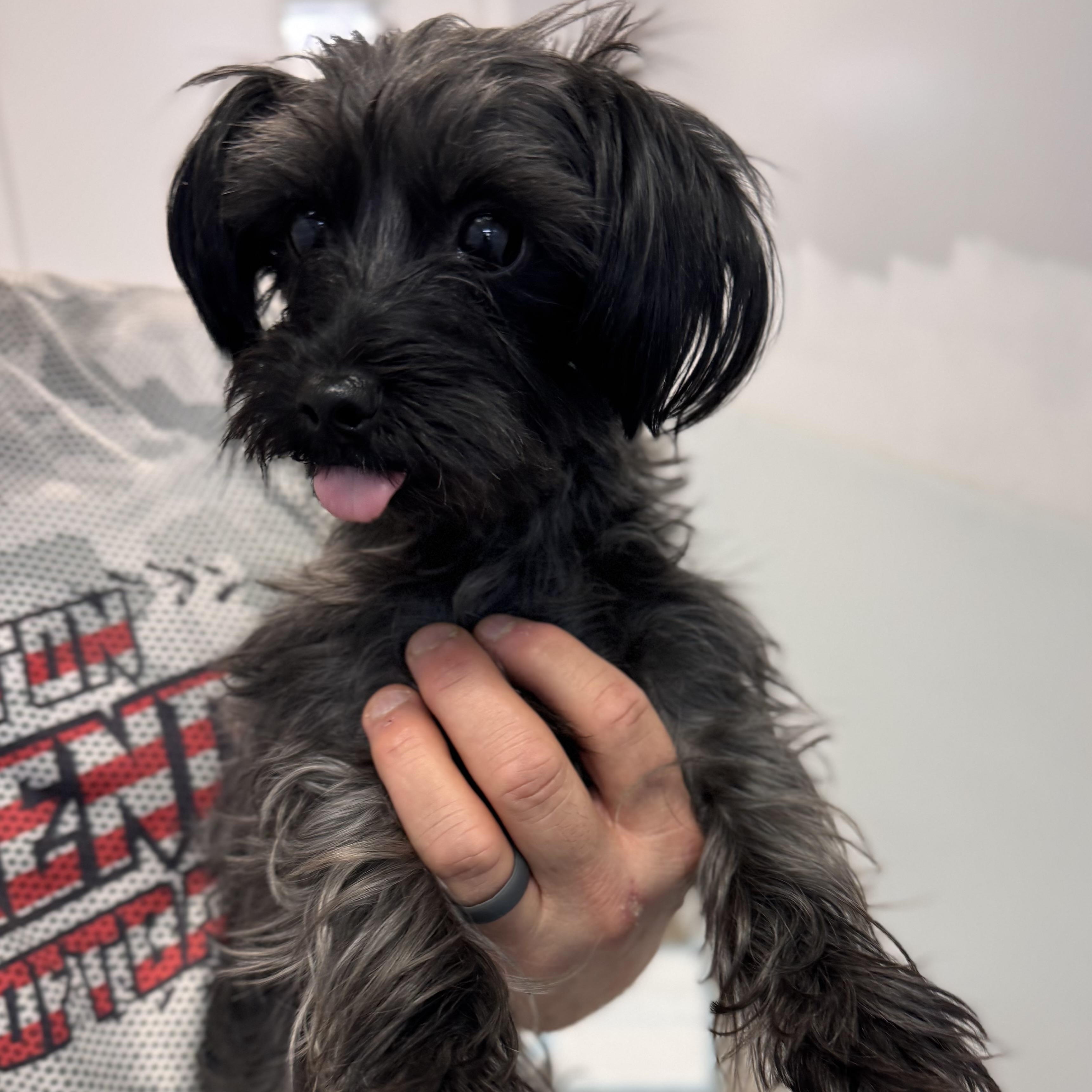 B.J., adopted, Adult Male Maltese & Yorkshire Terrier.