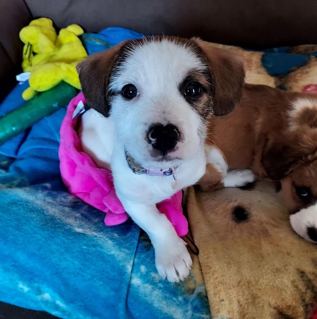 Enlarge Stella, a Adopted mixed breed in Bristol, WI image 1/6