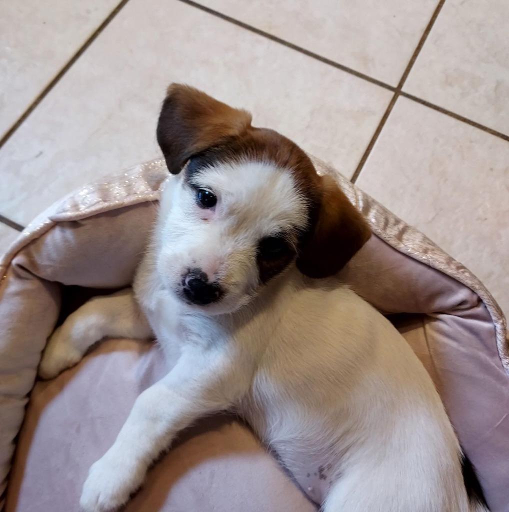 Enlarge Stella, a Adopted mixed breed in Bristol, WI image 2/6