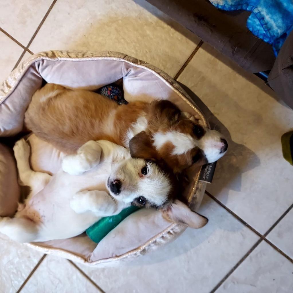 Enlarge Stella, a Adopted mixed breed in Bristol, WI image 3/6