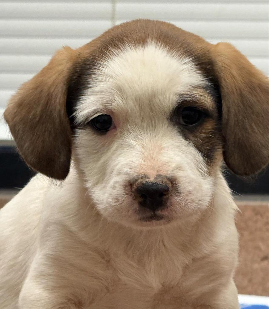 Enlarge Stella, a Adopted mixed breed in Bristol, WI image 4/6