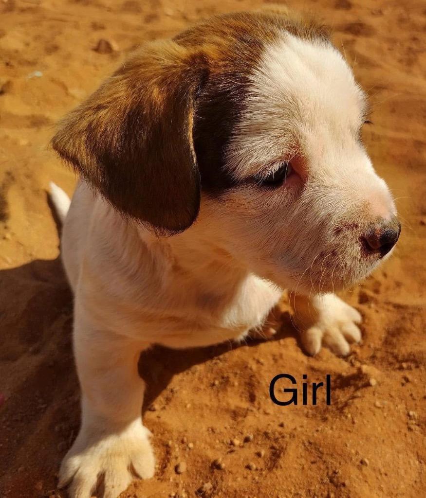 Enlarge Stella, a Adopted mixed breed in Bristol, WI image 5/6