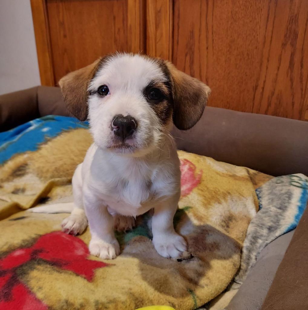 Enlarge Stella, a Adopted mixed breed in Bristol, WI image 6/6