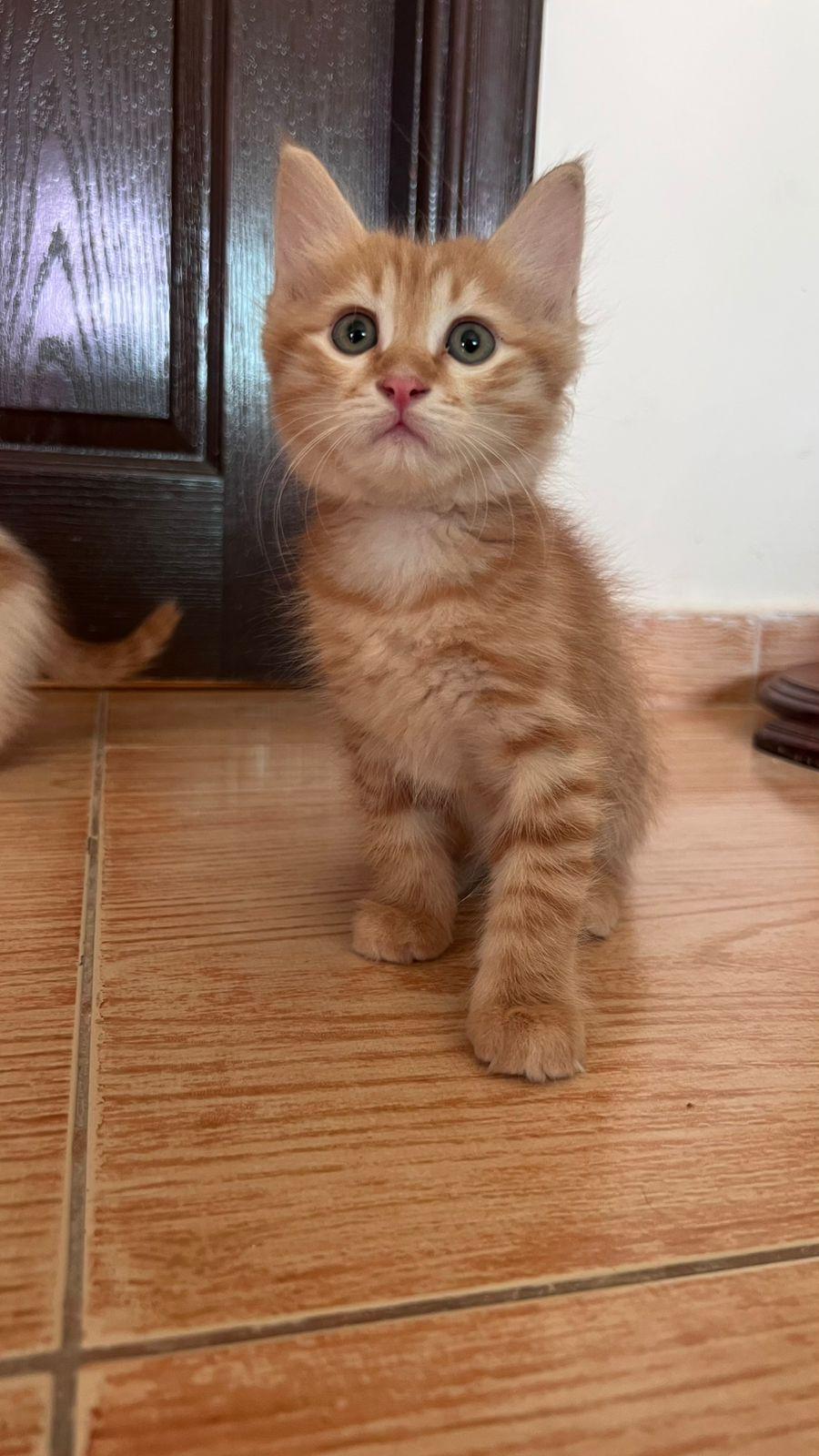 Pelli, Odi, Callo and Mina, Furry Balls of Love