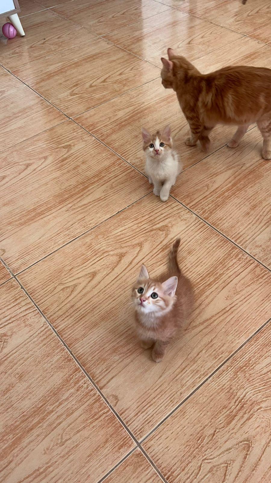 Pelli, Odi, Callo and Mina, Furry Balls of Love