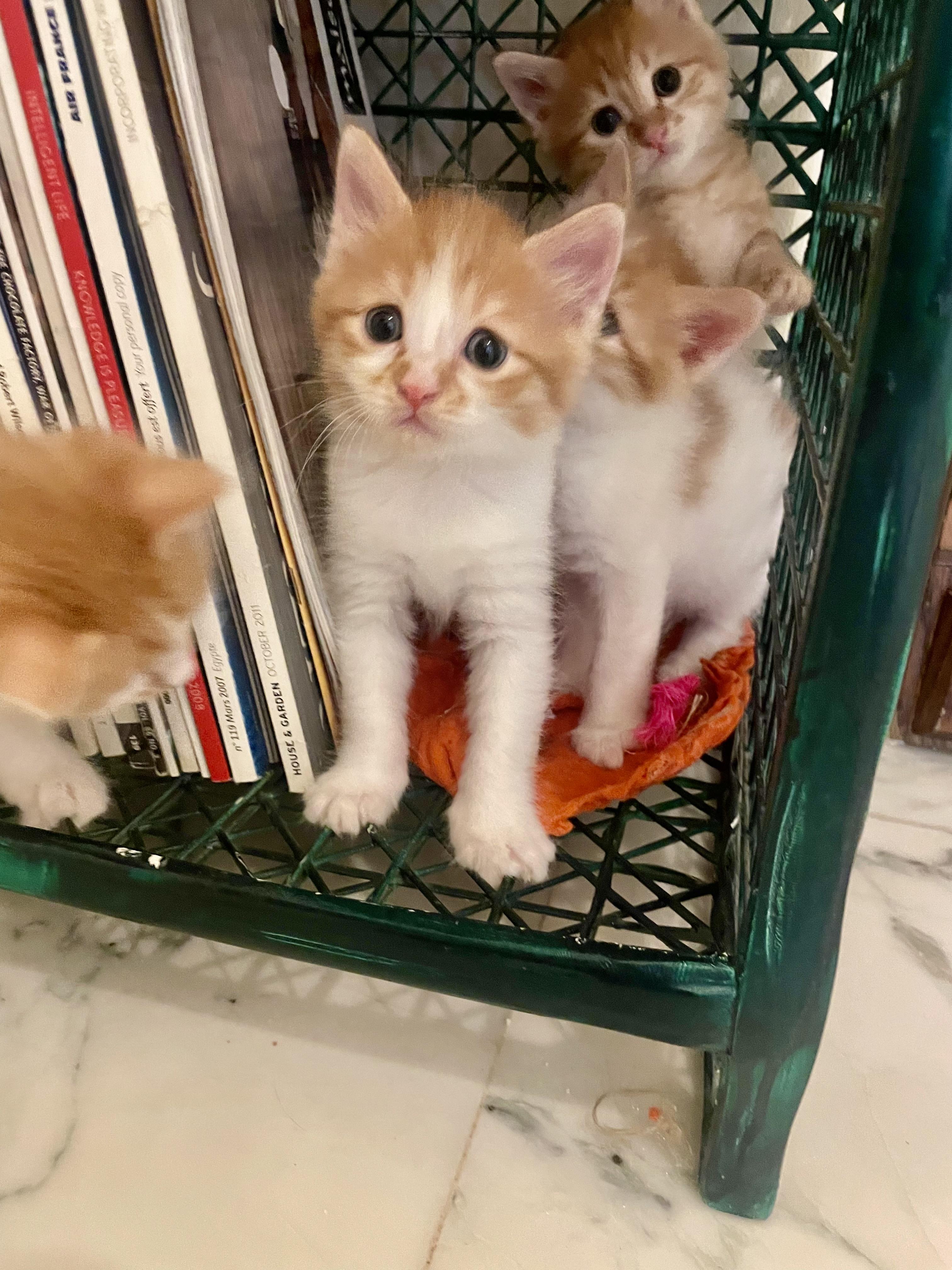 Pelli, Odi, Callo and Mina, Furry Balls of Love