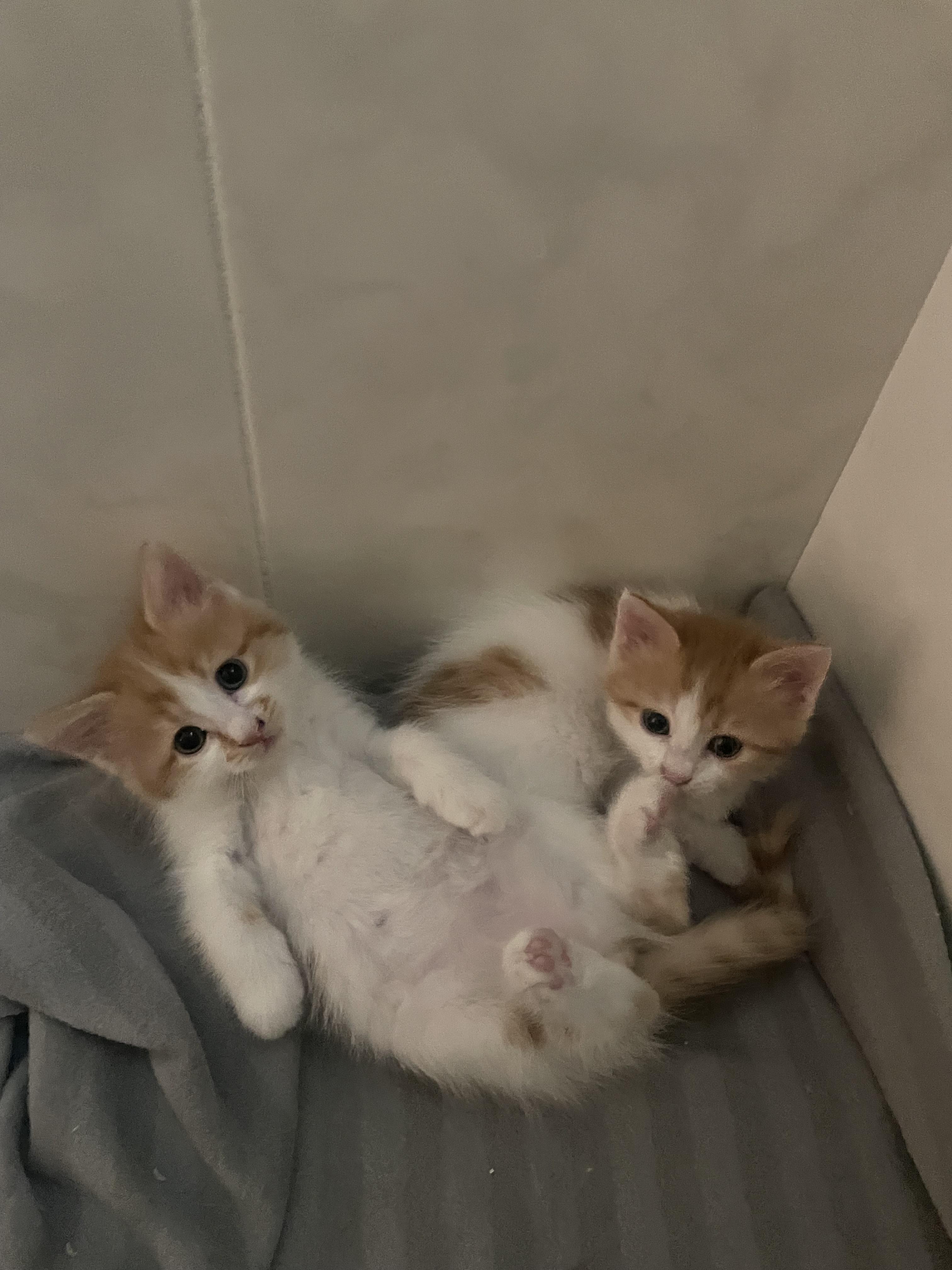 Pelli, Odi, Callo and Mina, Furry Balls of Love, Adoptable, Kitten Male Domestic Long Hair.