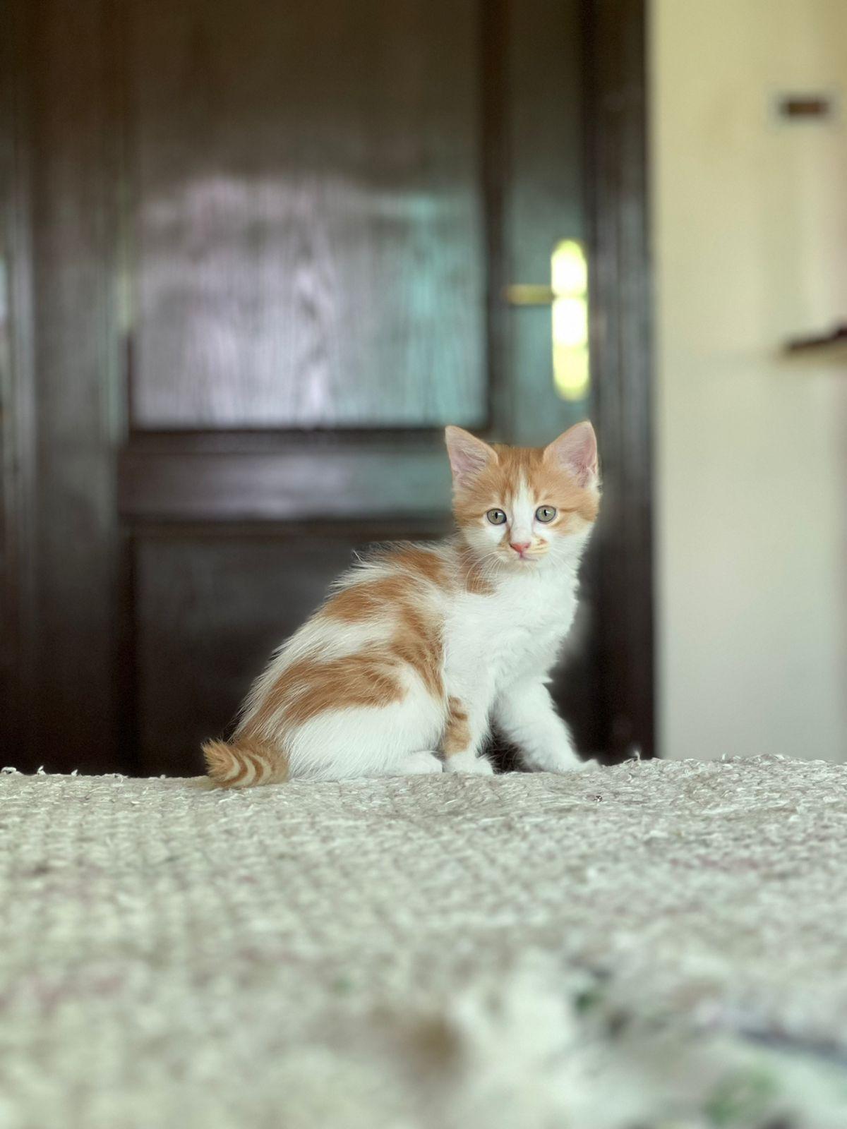 Pelli, Odi, Callo and Mina, Furry Balls of Love