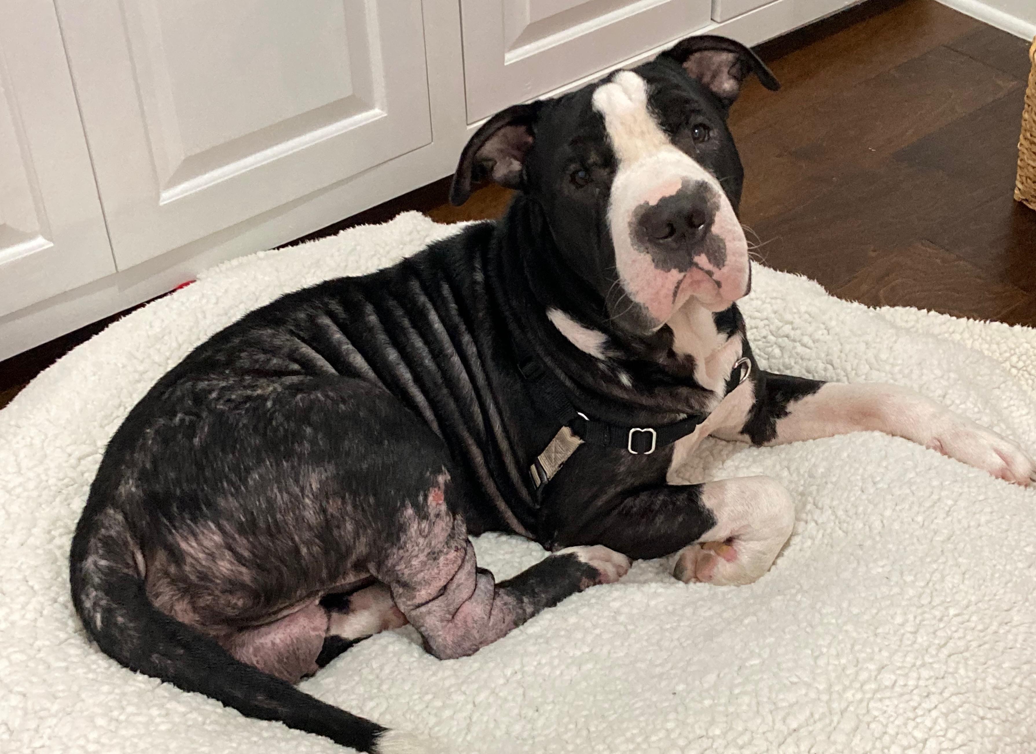 Otis