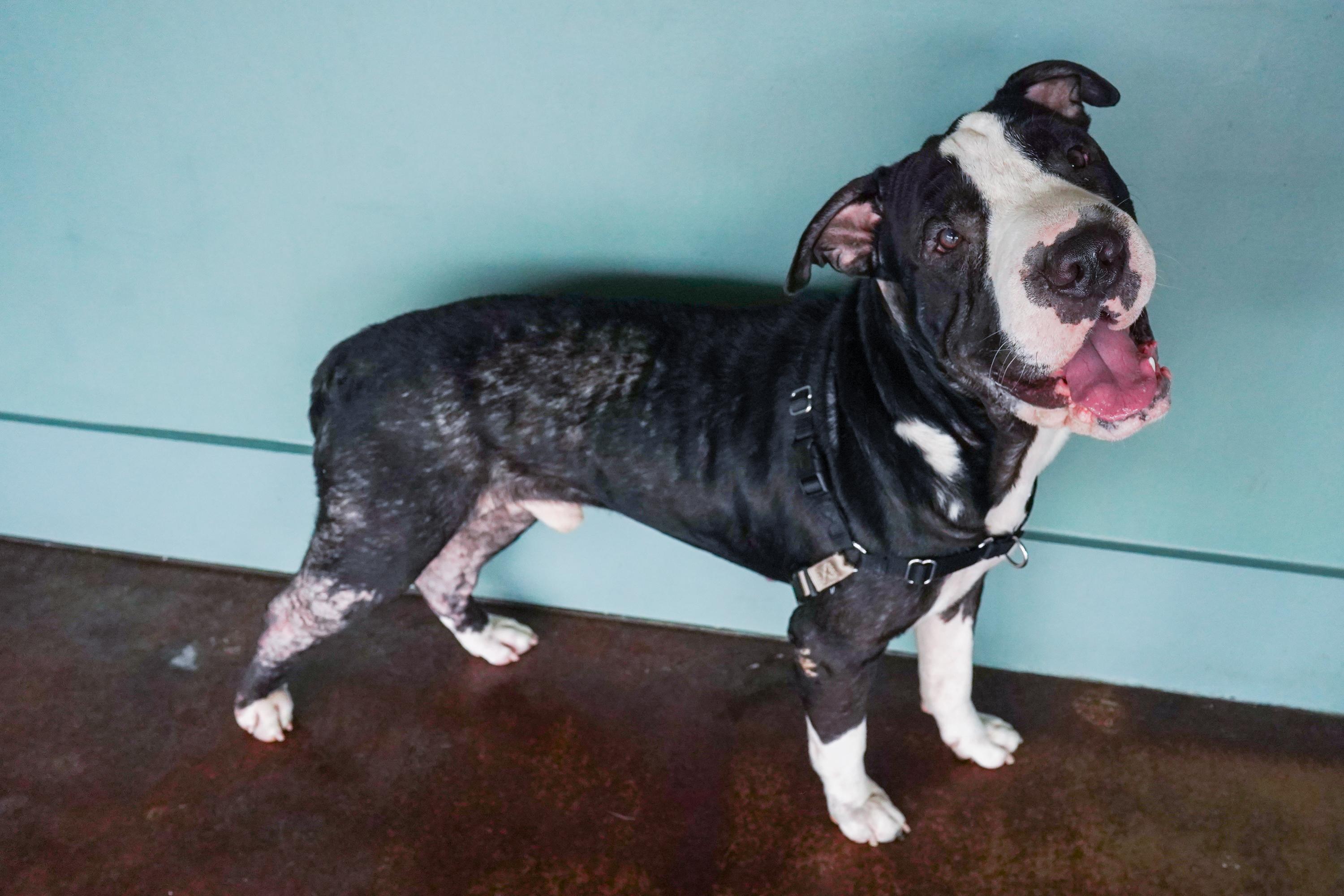 Otis photo 4
