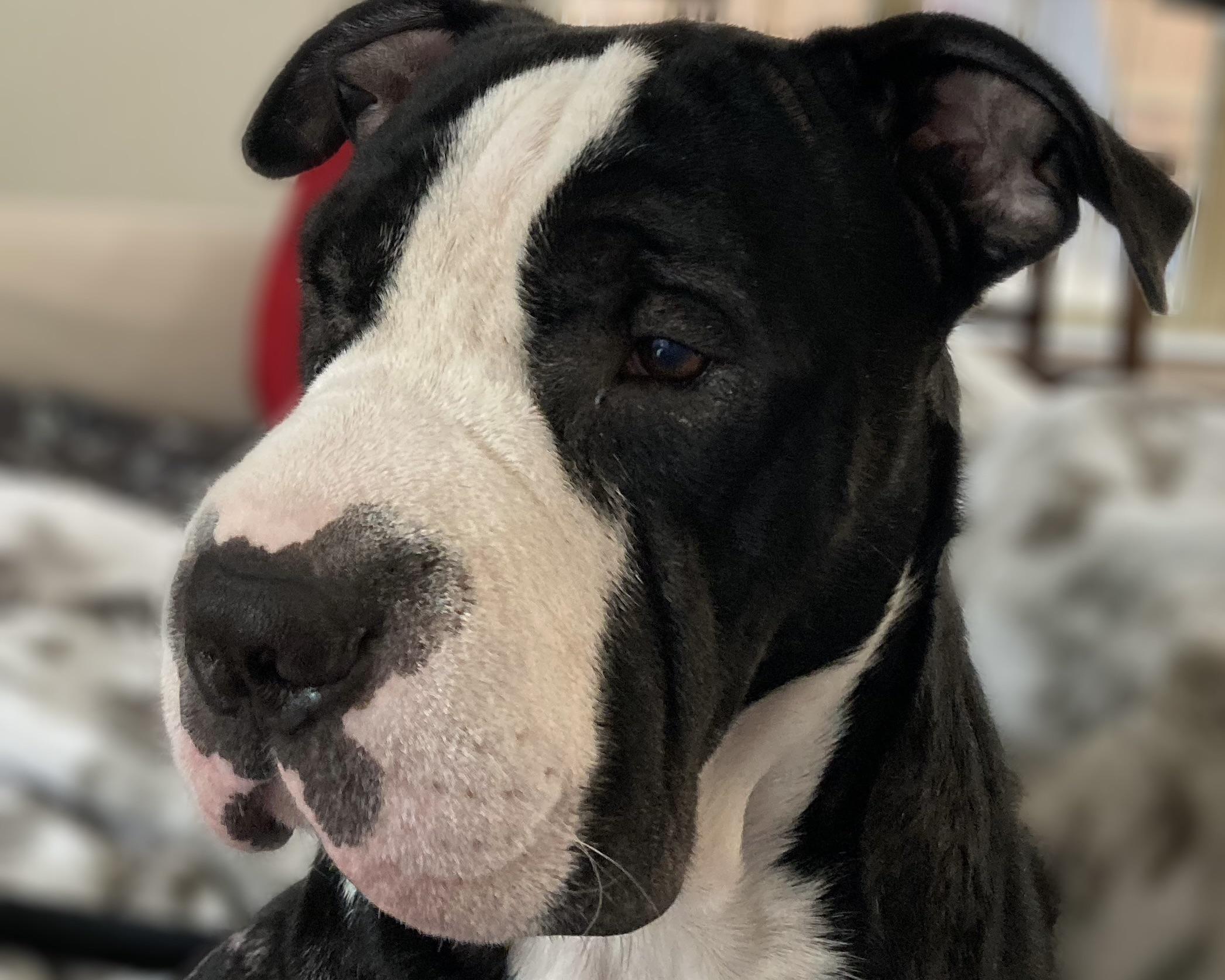 Otis photo 2