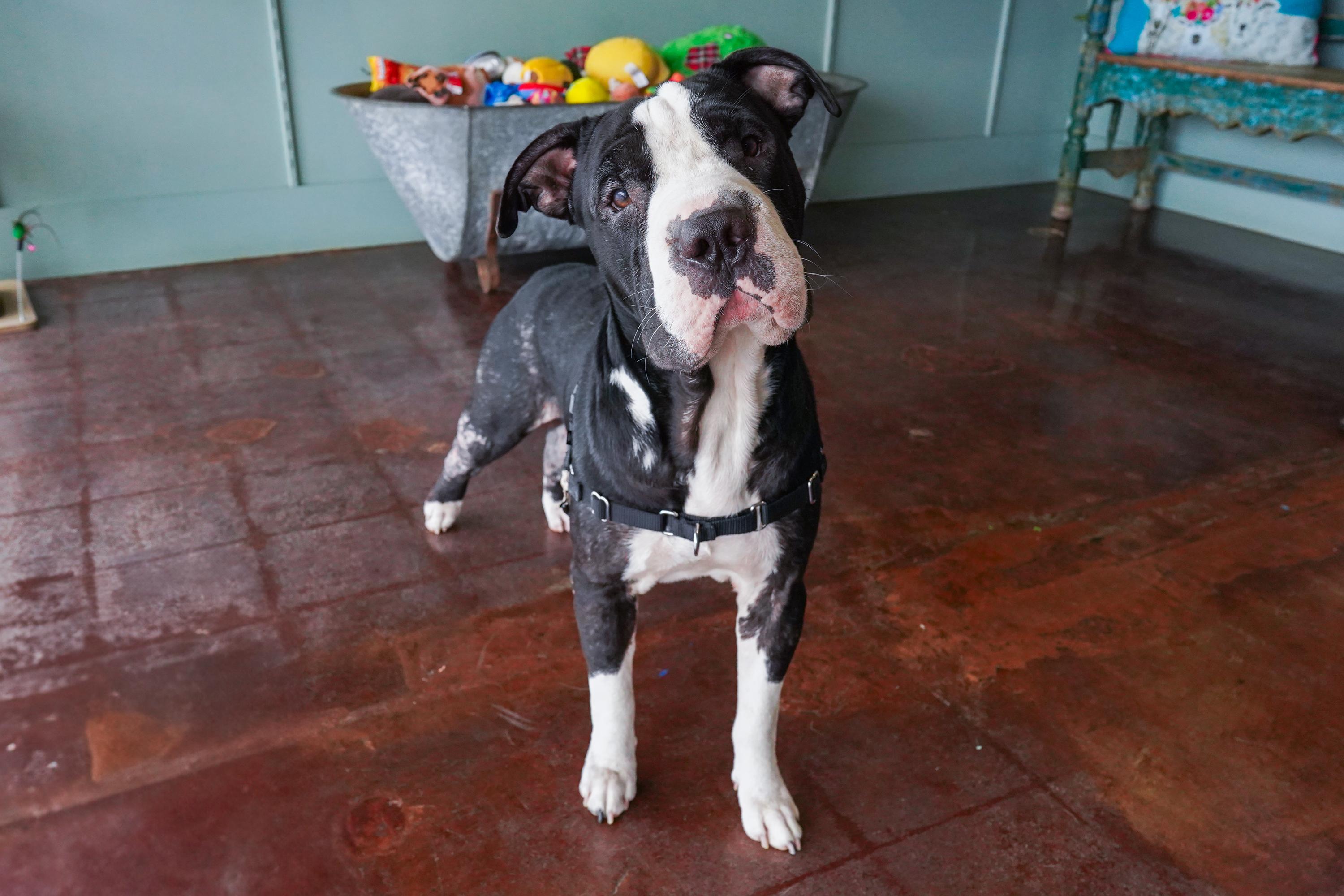 Otis photo 3