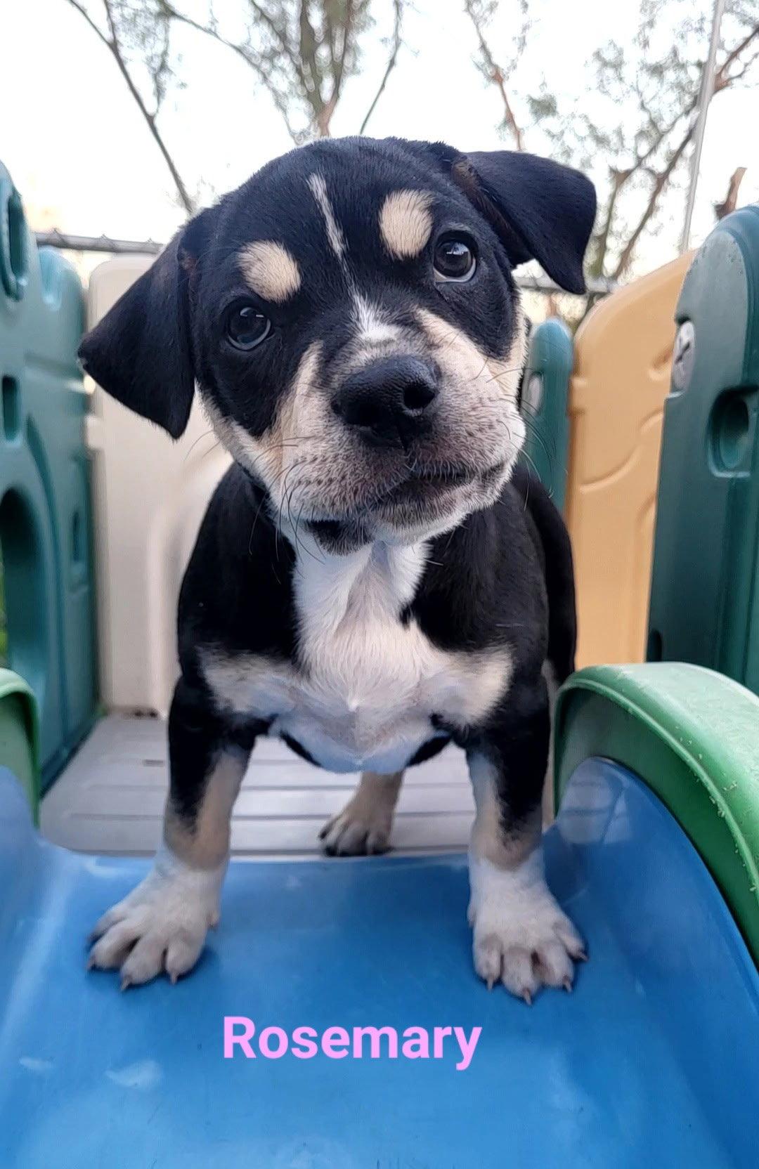 Rosemary, Adopted, Puppy Female Terrier.