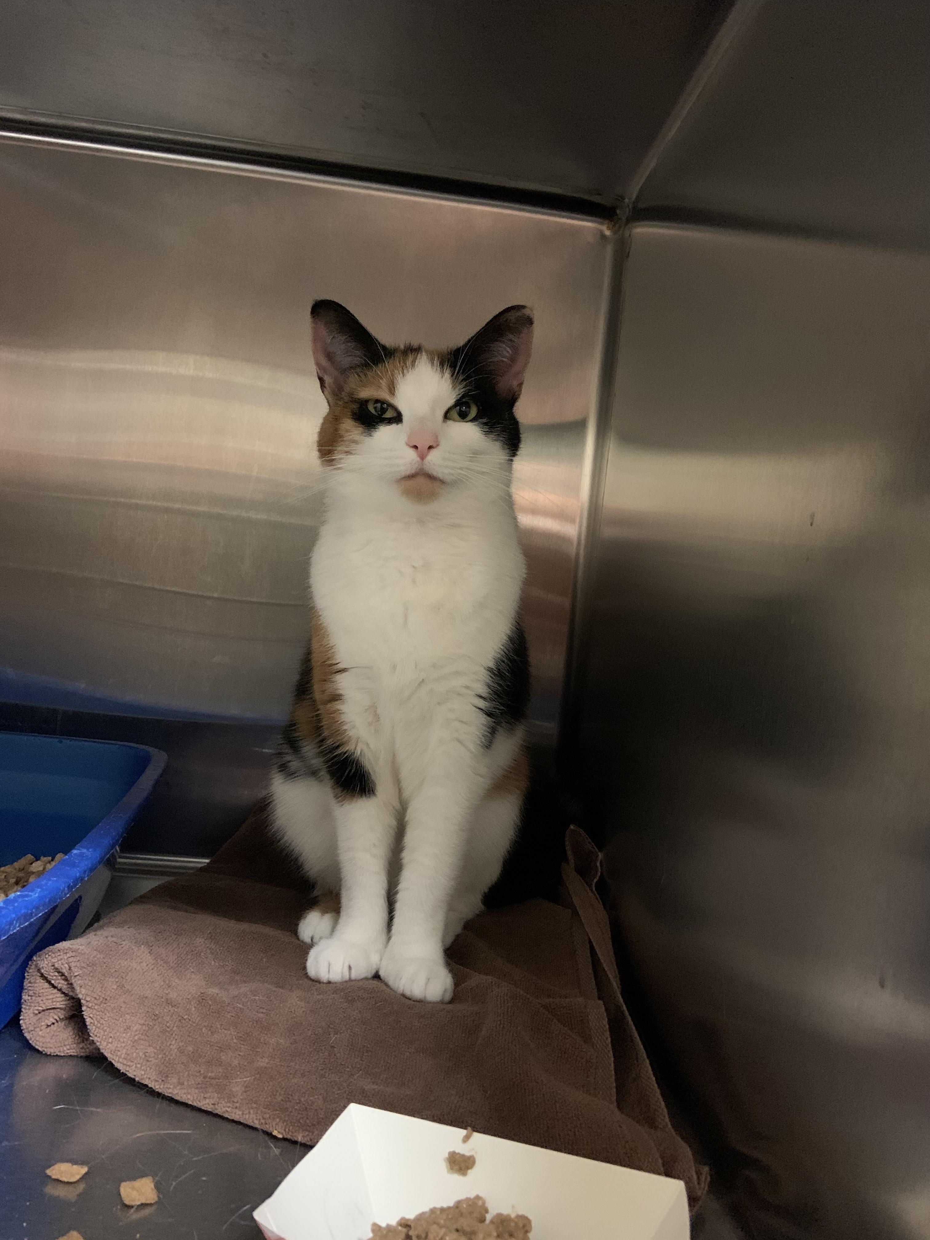 Enlarge Luna, a Adoptable Domestic Short Hair in Cambridge, MA image 4/4