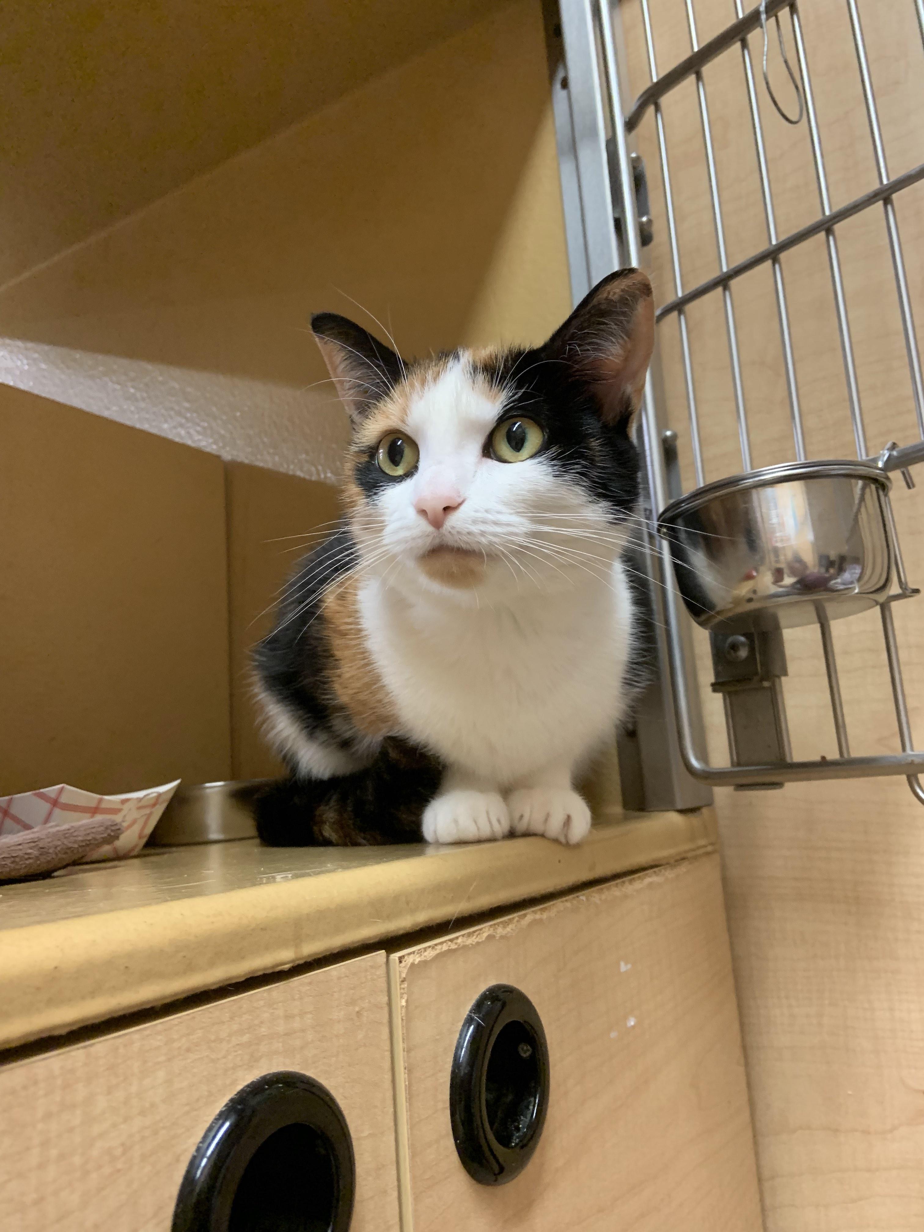 Enlarge Luna, a Adoptable Domestic Short Hair in Cambridge, MA image 2/4