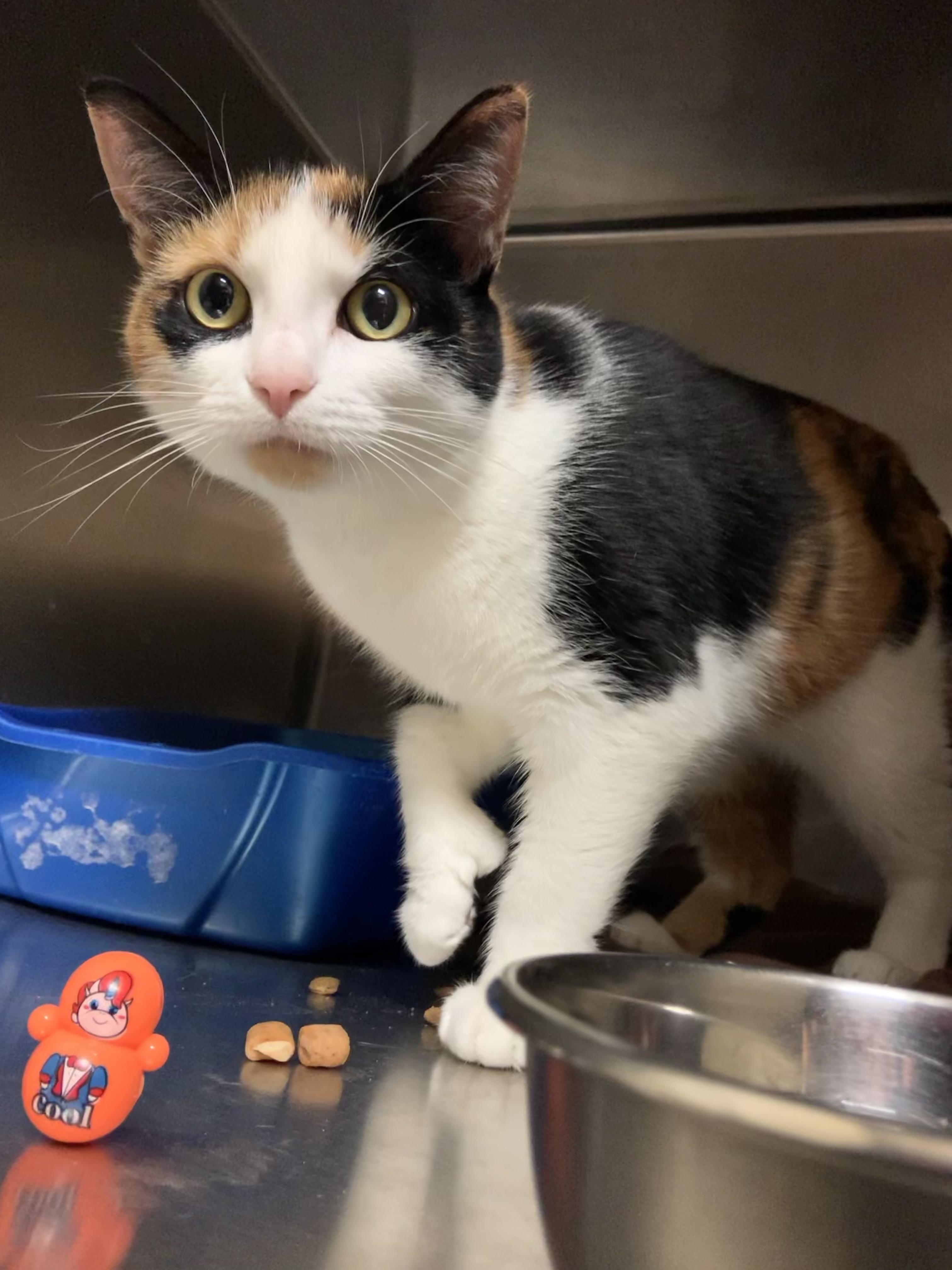 Enlarge Luna, a Adoptable Domestic Short Hair in Cambridge, MA image 1/4