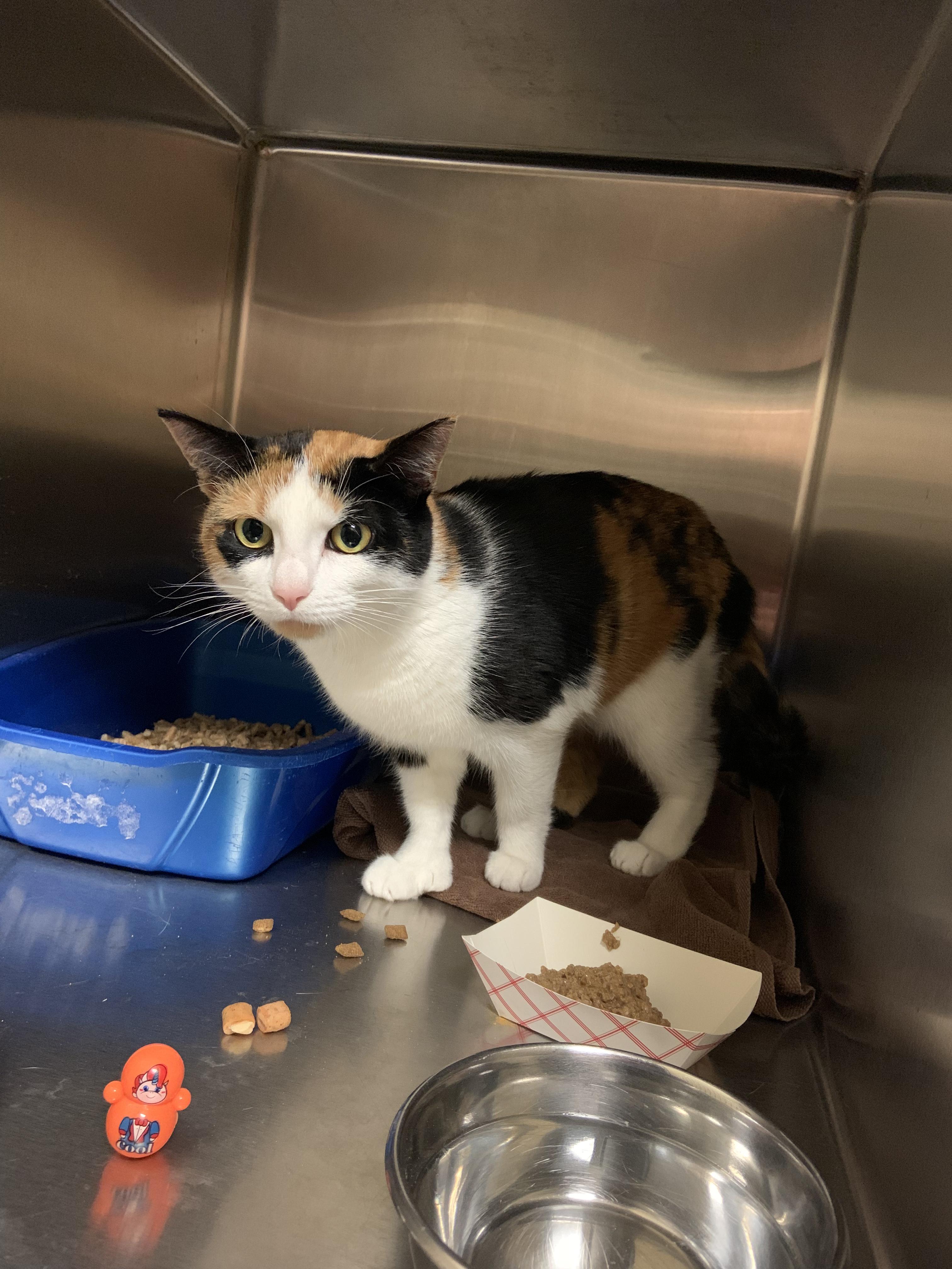 Enlarge Luna, a Adoptable Domestic Short Hair in Cambridge, MA image 3/4
